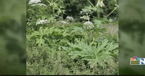 Poisonous Invasive Plant Found In Northeast