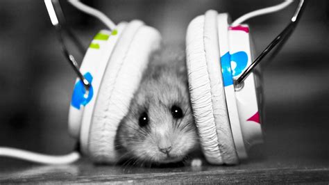 Download Wallpaper 1920x1080 Animal Hamster Headphones