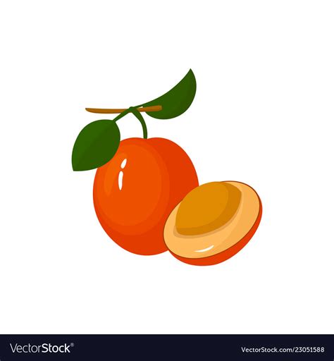 Cartoon Fresh Ximenia Fruit Isolated On White Vector Image