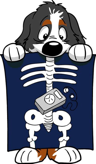 Xray Clipart Dog Xray Xray Dog Xray Transparent Free For Download On