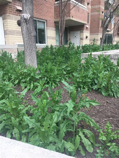 These Weeds Are Taking Over The Flower Beds — What Are They Rgardening
