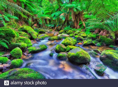 Lush Evergreen Vegetation In Rainforest Of Columba Creek Tasmania