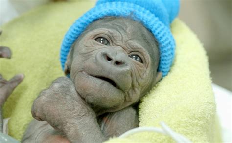 Its A Girl Baby Gorilla Born Via Rare C Section In