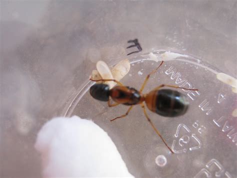 Megans Ants Esme Camponotus Consobrinus Queen Has 6