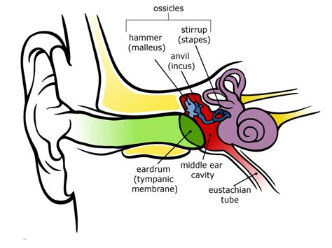 Middle Ear Diagram 800w Lets Listen And Talk