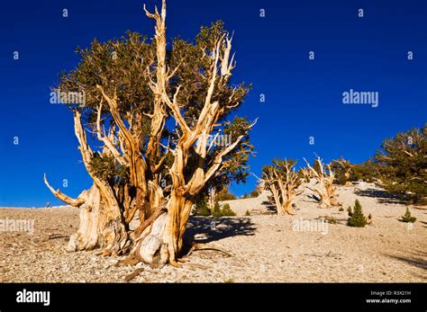 Ancient Bristlecone Pines Pinus Longaeva In The Patriarch Grove