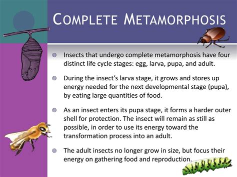 Ppt Metamorphosis Powerpoint Presentation Free Download Id2239494