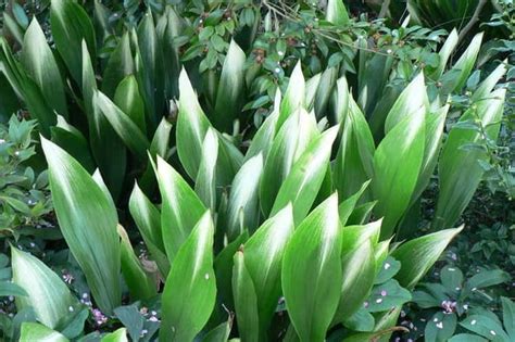 Cast Iron Plant Care How To Grow Aspidistra Elatior Smart Garden Guide