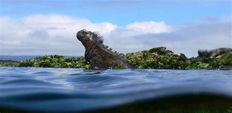 The galapagos experience consists of a tour with a first class yacht, visiting stunning destinations and taking part in unforgettable activities, while overnighting in comfortable hotels. Galapagos Islands Tours | Ecuador Tours | SOLEQ.travel