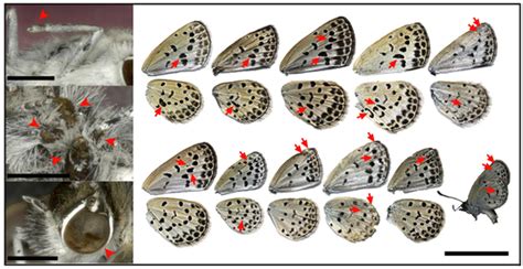 Japanese Scientists Find Mutant Butterflies Near Fukushima Good