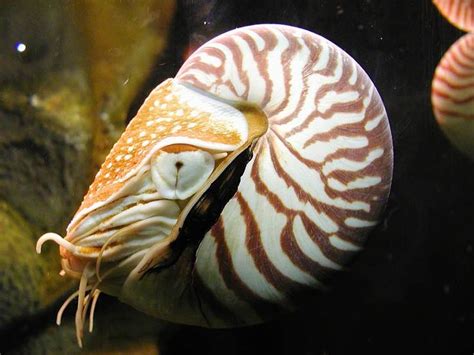 Nautilus Nautilus Ocean Creatures Sea Animals