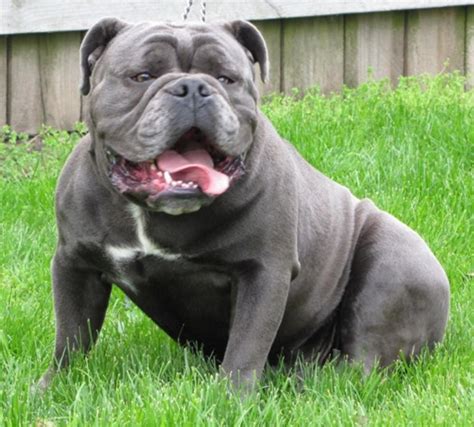 There are males and females, and a variety of colors. blue english bulldog | blue, tri carrier olde english ...