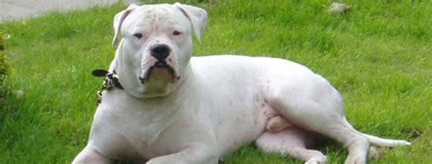 Notable features english bulldogs have short, glossy coats that come in a variety of colors. American Bulldog Breed Guide - Learn about the American ...