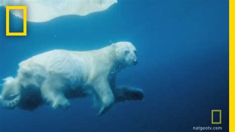 Underwater Polar Bear National Geographic Youtube