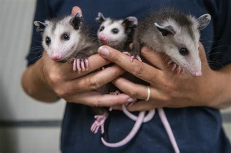 Zoo Provides Home To Orphaned Opossum Joeys Point Defiance Zoo And Aquarium
