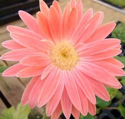 Pretty Peach Gerbera Daisy Washigal57 Flickr