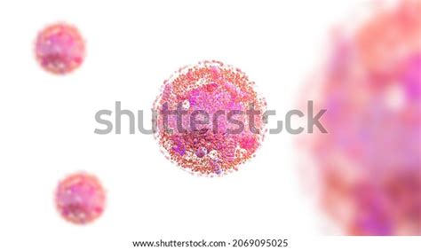 Human Cell Components Eukaryotic Cell Nucleus Stock Illustration 2069095025