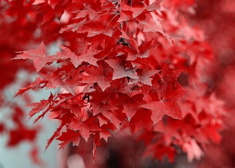 Red Maple Leaves In Late Autumn Stock Image Image Of Adjusted Leaves
