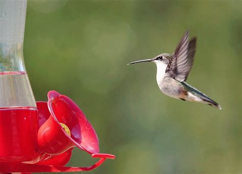 The Only Hummingbird Nectar Recipe You Need Birds And Blooms