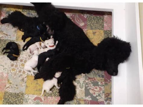 10 Females And 3 Males Akc Standard Poodles Greenville Puppies For