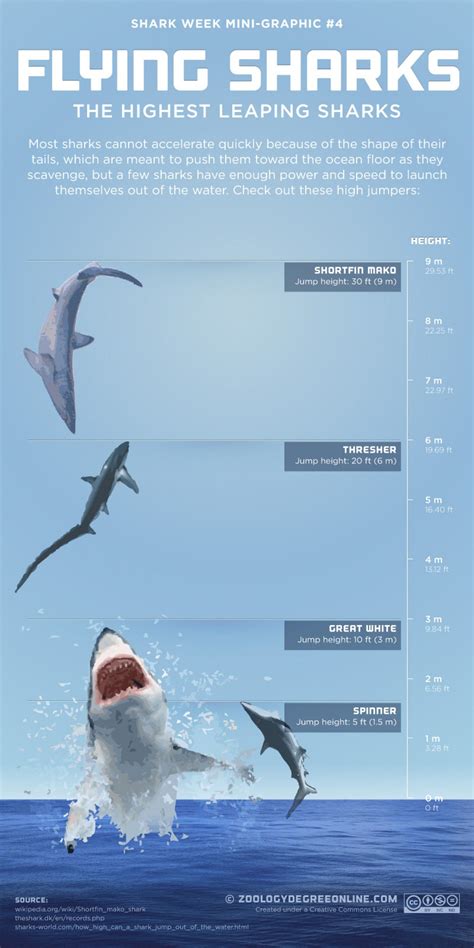 Flying Sharks Infographic Save Our Oceans Oceans Of The World Ocean
