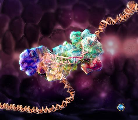 CRSPR Cas9 DNA Editing Portfolio SayoStudio