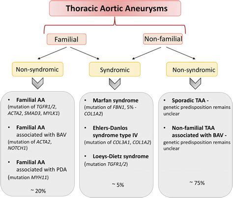 Thoracic Aortic Aneurysms Classification Aa Aortic Aneurysm Bav