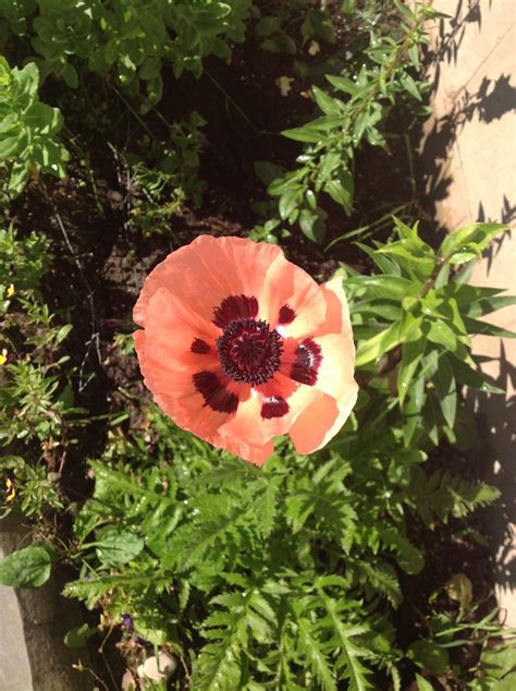 Pin By Sally Hillis On Gardening Poppies Plants