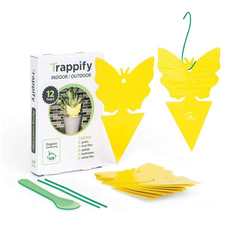Buy Trappify Sticky Gnat Traps For House Indoor Yellow Fruit Fly