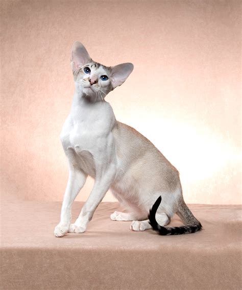 The Javanese Cat Silky Beautiful And Rambunctious Cat Breeds And