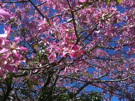 Enrich your florida yard with purple flowering trees. identification - Help identifying South Florida tree with ...