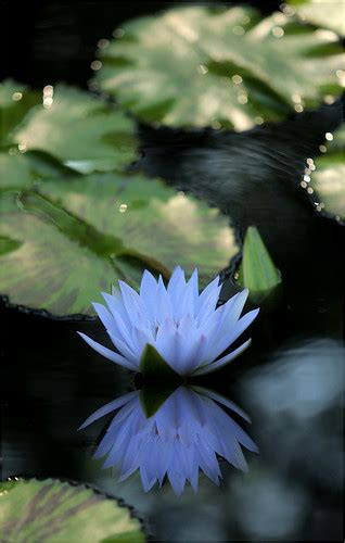 Blue Water Lily Reflections Blue Water Lily Reflections Flickr