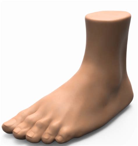 Foot Human 3d Model Cgtrader