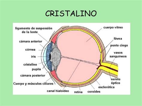 Cristalino