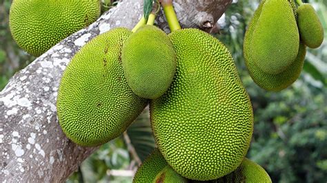 Miracle Fruit 10 Amazing Health Benefits Of Jackfruit Youtube