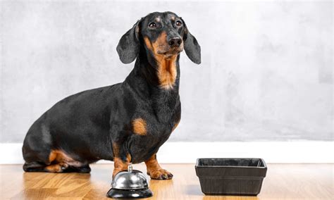 10 Incredible Dachshund Facts A Z Animals