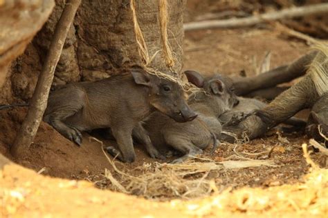 Warthog Sighting At Mkulumadzi Lodge Luxury Malawi Lodge Wildlife