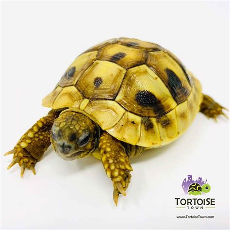 How Much To Feed Baby Hermann Tortoise Bio Diversity Research