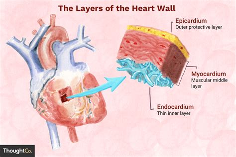 The Myocardium The Middle Layer Of The Heart Steve Gallik
