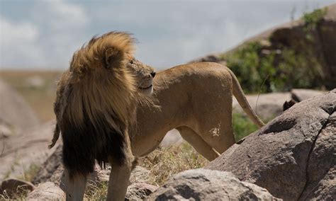 Stunning Photographs Of Lions In Their Natural Habitat Daily Mail Online