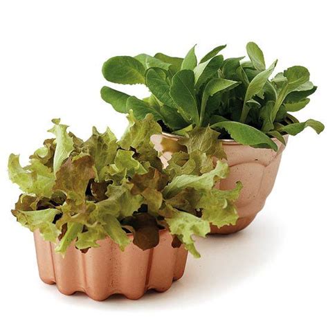 8 Cute Container Salad Gardens So You Can Grow Greens Anywhere Garden