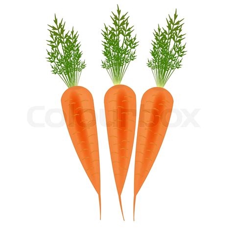 Three Orange Carrots Vector Illustration Stock Vector Colourbox