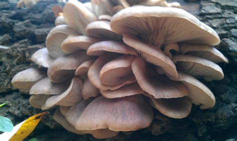 Are These Edible Mushrooms Mushroom Hunting And