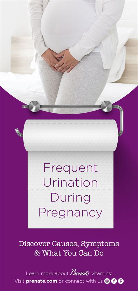 Frequent Urination During Pregnancy And What You Can Do Prenate