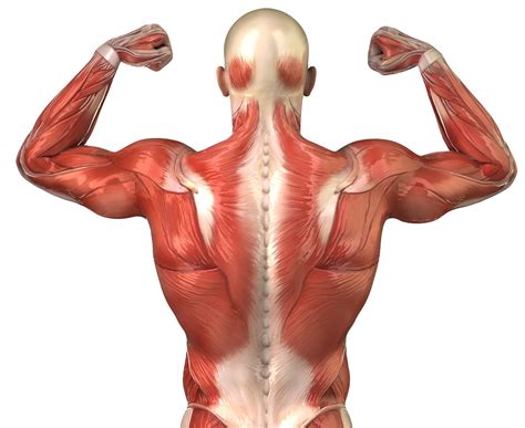 Upper muscle pain is often due to the muscle trapezius (see below). Singing or Screaming Muscles? - ELITETRACK