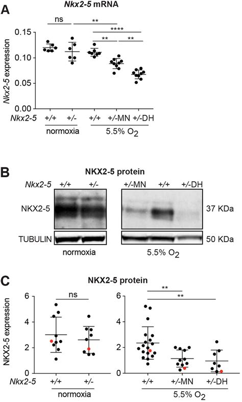 Effects Of Maternal Exposure To Low Oxygen On Embryonic Levels Of