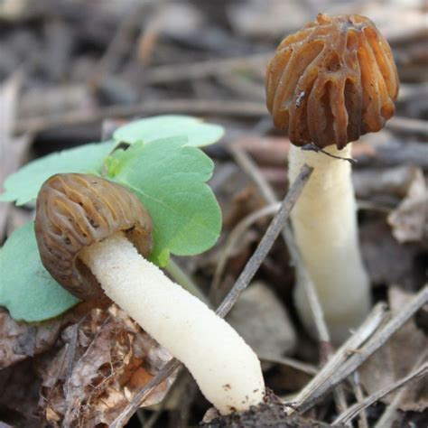 Morchella punctipes [OGMPP100] - $25.00 : Out-Grow, Mushroom Growing ...