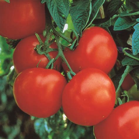 Marglobe Improved Tomato Medium Large Tomato Seeds Totally Tomatoes