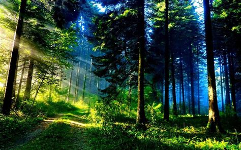 Calm Forest Wallpapers Top Free Calm Forest Backgrounds Wallpaperaccess