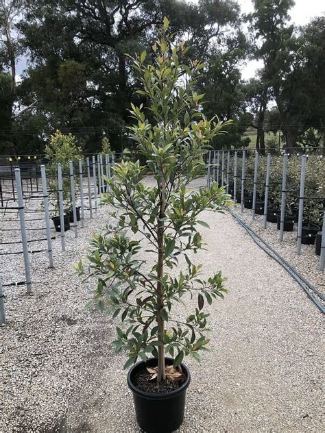Elaeocarpus Blueberry Ash 13 Pot Hello Hello Plants And Garden Supplies